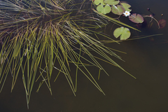 Sparganium angustifolium