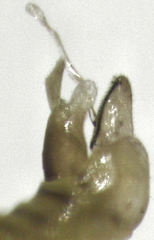 Cryptoneossa triangula