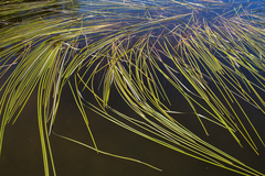 Sparganium angustifolium