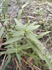 Gratiola officinalis