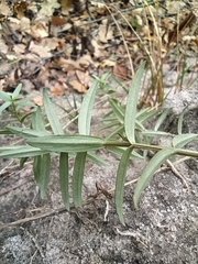 Gratiola officinalis