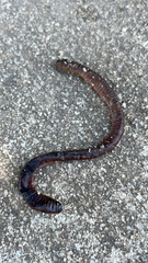 Lumbricus terrestris