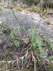 Gratiola officinalis