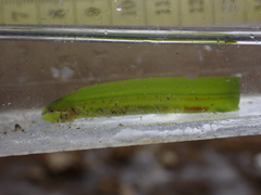 Apodichthys flavidus