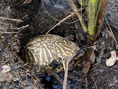 Terrapene carolina bauri