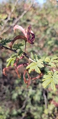 Mimosa aculeaticarpa
