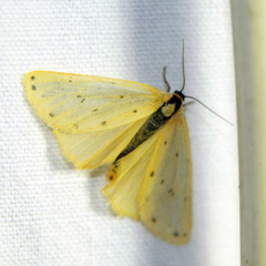 Setina irrorella