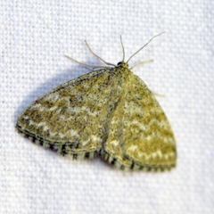 Scopula immorata