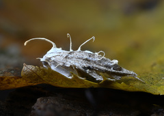 Akanthomyces tuberculatus