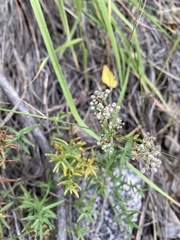 Galium bifolium