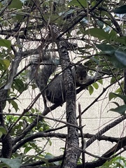 Sciurus carolinensis