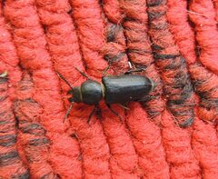 Spondylis buprestoides