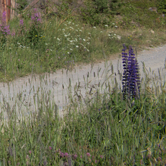 Lupinus polyphyllus