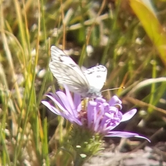 Pontia occidentalis