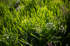 Cicuta virosa