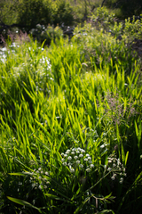 Cicuta virosa