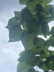 Catalpa speciosa