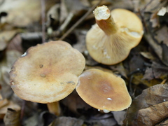Lactarius rubrocinctus