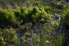 Cicuta virosa