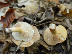 Lactarius rubrocinctus