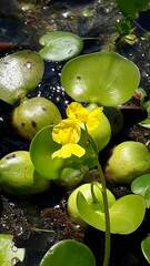 Utricularia platensis