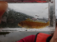 Hexagrammos decagrammus