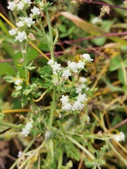 Parthenium bipinnatifidum