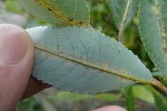 Salix cordata