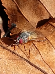 Muscidae