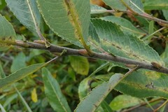 Salix cordata