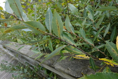 Salix cordata