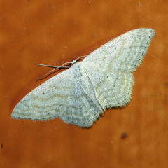 Scopula incanata