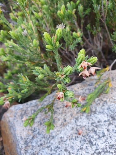 Image of Erica taxifolia by (c) Michael D. Pirie, some rights reserved (CC BY)