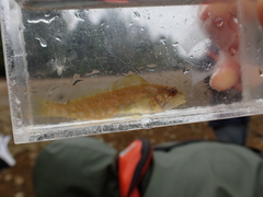 Hexagrammos decagrammus