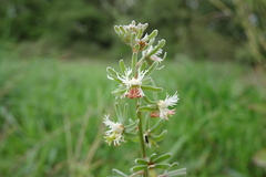 Reseda phyteuma