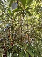 Rhododendron