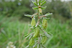 Reseda phyteuma