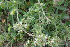 Reseda phyteuma