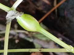 Neolasioptera boehmeriae