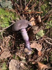 Cortinarius violaceus