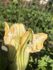 Acalymma trivittatum