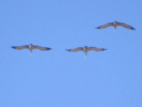 Sandhill Crane photographed in Oklahoma
