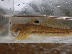 Leptocottus armatus