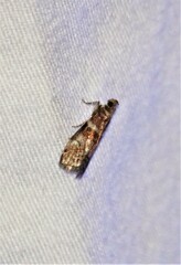Sciota uvinella