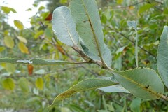 Salix cordata