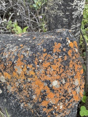 Xanthorioideae