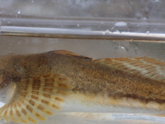 Leptocottus armatus