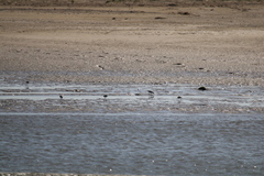 Anarhynchus frontalis