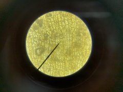 Schistidium splendens