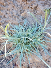 Pseudognaphalium beneolens